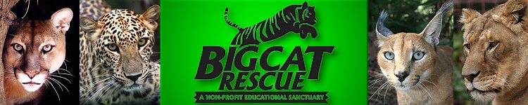 Big Cat Rescue